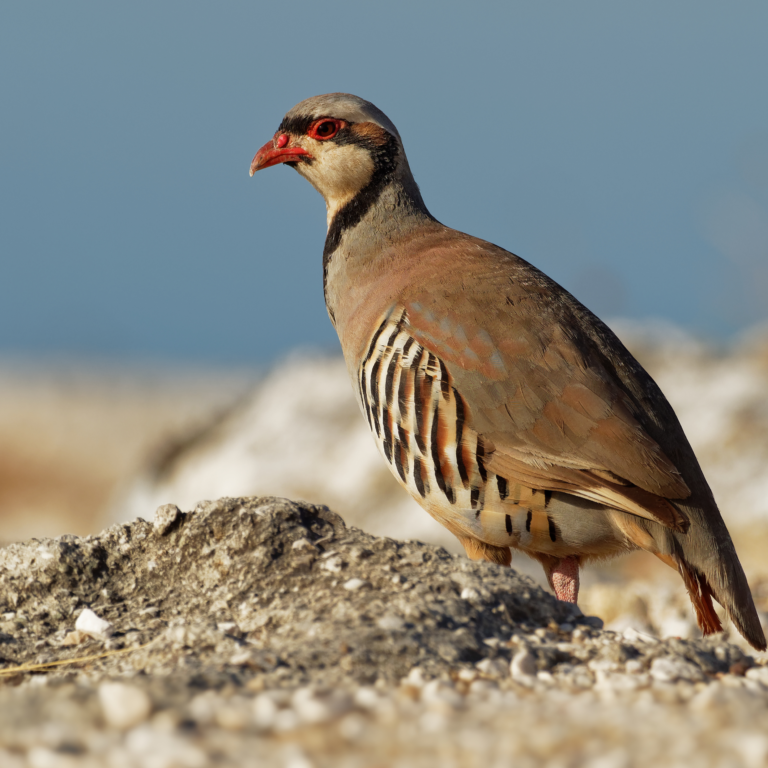 Meet the Chukar: a flavorful game bird, similar to a partridge, known for its tender, delicate meat—perfect for roasting!